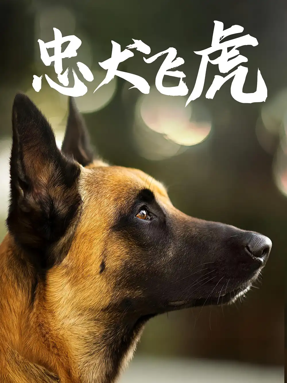 忠犬飞虎(33集)吴桂洲&谭镁纶高清海报图片 忠犬飞虎(33集)吴桂洲&谭镁纶海报